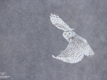 DXP8336-Modifier-copie