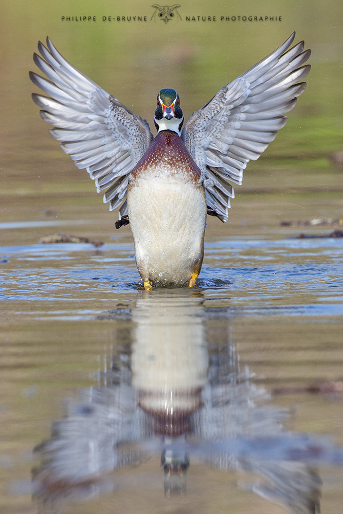 Canard branchu (1)