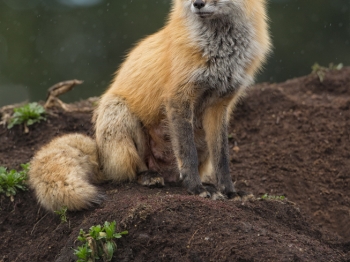9-Maman renard en surveillance sous la pluie