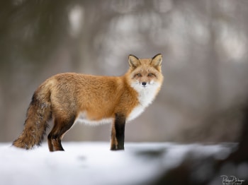 03Mars_79A2731-copie-2