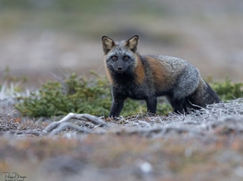 11-Novembre_5TN2837-copie-2