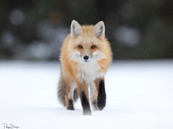 12-Decembre_DB_3117-copie-2