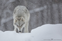 loups arctiques (4).jpg