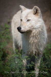 loups arctiques (9).jpg