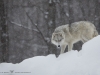 loups arctiques (6).jpg