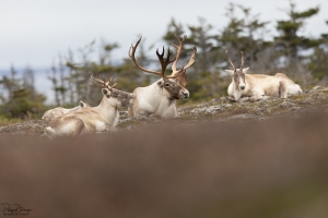 Caribou_5PL0254