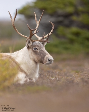 Caribou_5PL0497