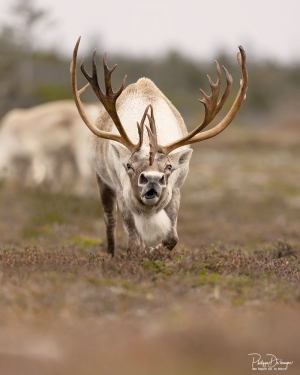 Caribou_5PL1114