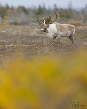 Caribou_5PL1262