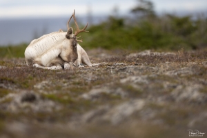 Caribou_5PL1276