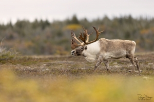 Caribou_5PL1327