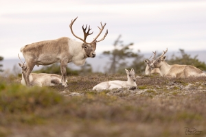 Caribou_5PL1384