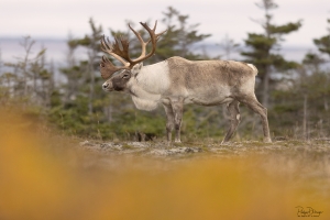 Caribou_5PL1518