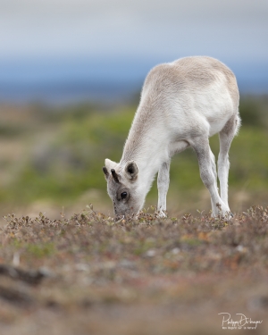 Caribou_5PL2011