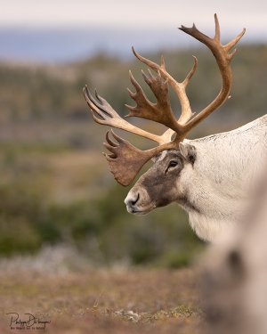 Caribou_5PL2019