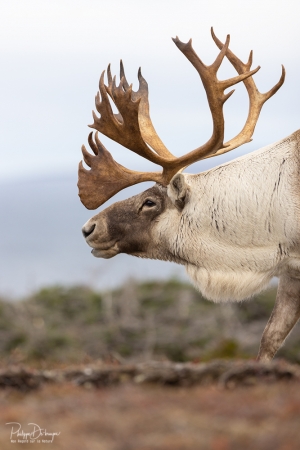 Caribou_5PL2045