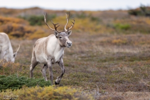 Caribou_5PL2102