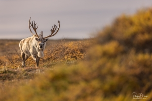 Caribou_5PL2329