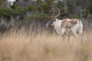 Caribou_5PL2772