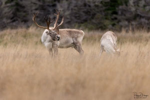 Caribou_5PL2819