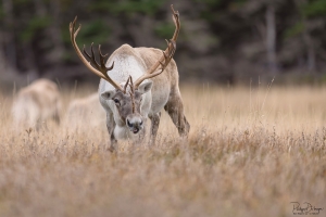 Caribou_5PL3028