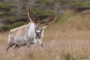 Caribou_5PL3230