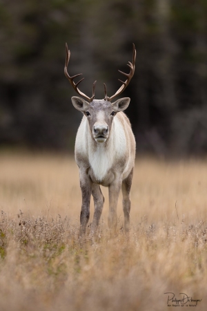 Caribou_5PL3317