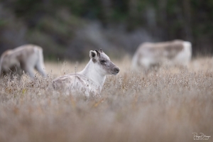 Caribou_5PL3375
