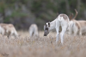 Caribou_5PL3389