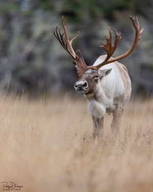 Caribou_5PL3627