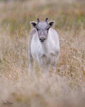 Caribou_5PL4019