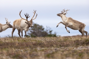 Caribou_5PL4435