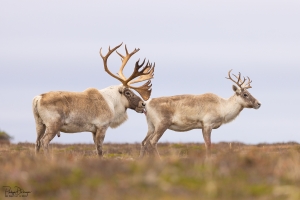 Caribou_5PL4511