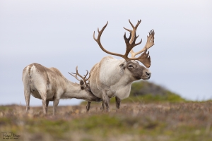 Caribou_5PL4626