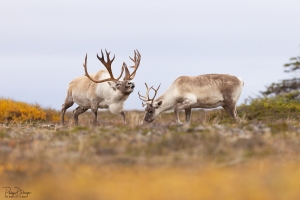 Caribou_5PL4753-2