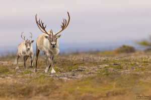 Caribou_5PL4912