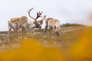 Caribou_5PL5068-2