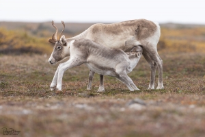 Caribou_5PL5803