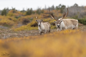 Caribou_5PL7061