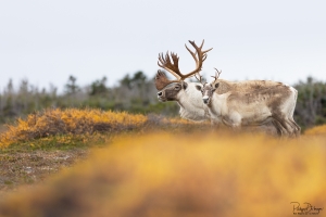 Caribou_5PL7085