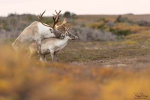 Caribou_5PL7125-2
