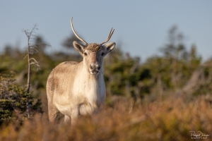 Caribou_5PL7282