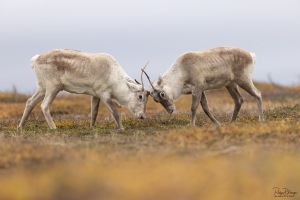Caribou_5PL7518-22