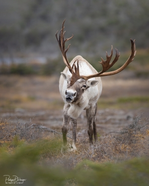 Caribou_5PL7654