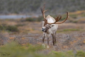 Caribou_5PL7655