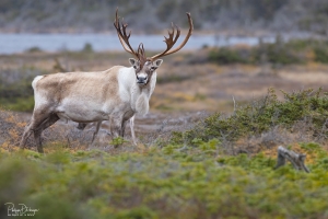 Caribou_5PL7738