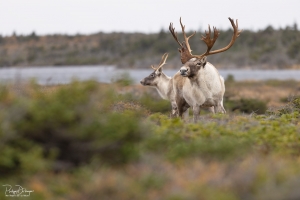Caribou_5PL7751