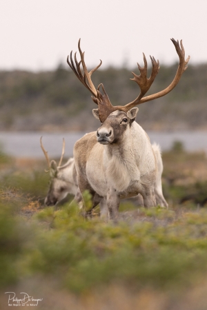 Caribou_5PL7759-3