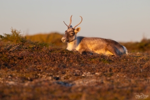 Caribou_5PL8033