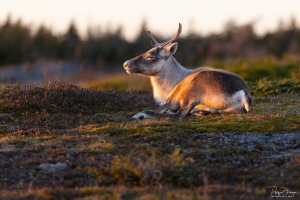 Caribou_5PL8165